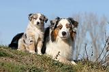 BERGER AUSTRALIEN - ADULT & PUPPY 026